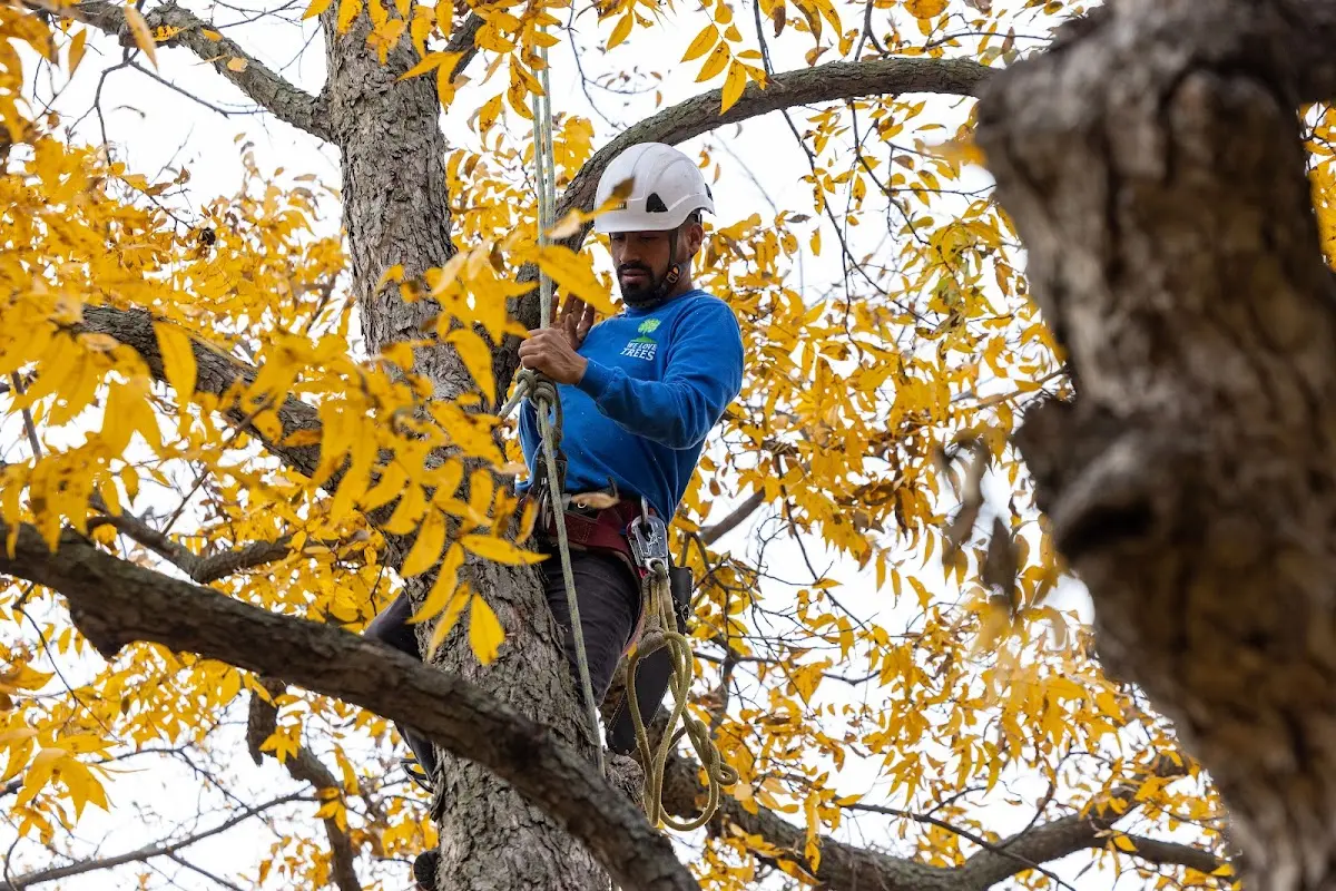 Skilled Tree Planing crew working in Abington